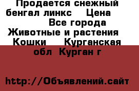 Продается снежный бенгал(линкс) › Цена ­ 25 000 - Все города Животные и растения » Кошки   . Курганская обл.,Курган г.